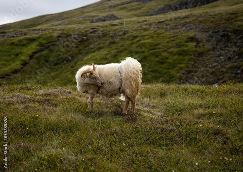 White Icelandic sheep near Rjukandi Waterfall in Iceland
