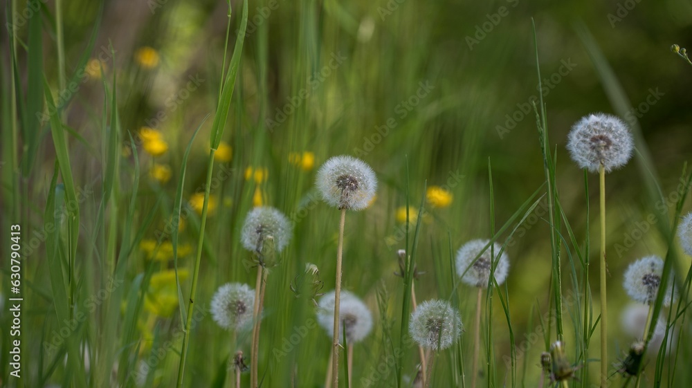 Lush, green field with multiple dandelions. Lush, green field with multiple dandelions.