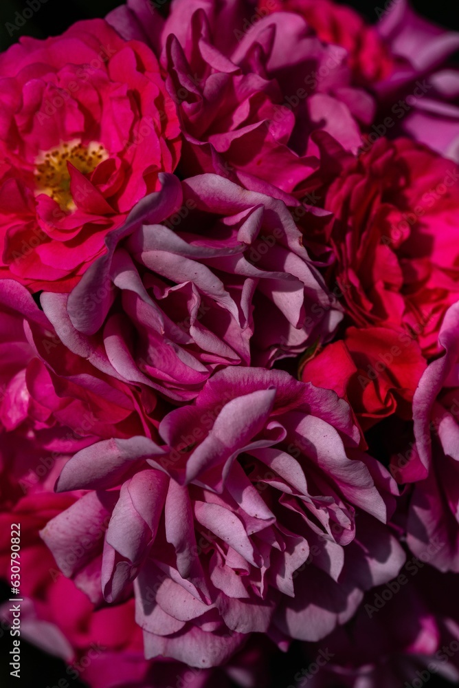 Closeup of blooming roses