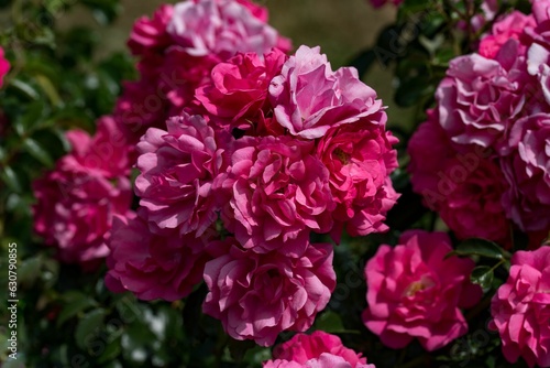 Closeup of blooming roses © Bluameh1/Wirestock Creators