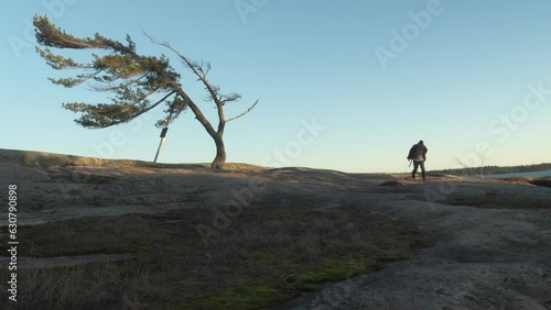 The wind bent tree in Killbear photo