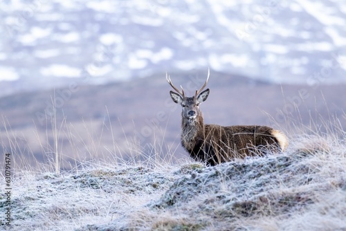 Vászonkép Majestic Red Deer Stag stands tall with an impressive set of antlers, illuminate
