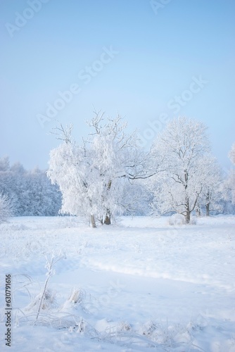 Picturesque winter scene with a grove of deciduous trees