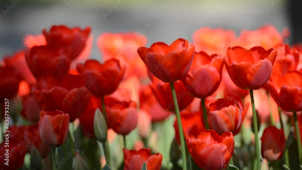 Closeup shot of the red tulip flowers in the garden on a sunny day Closeup shot of the red tulip flowers in the garden on a sunny day