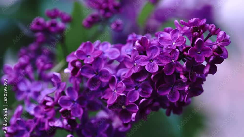 Blooming lilac bush. Pink lilac flowers. Syringa tree with green leaves in nature. Spring natural background Blooming lilac bush. Pink lilac flowers. Syringa tree with green leaves in nature. Spring natural background
