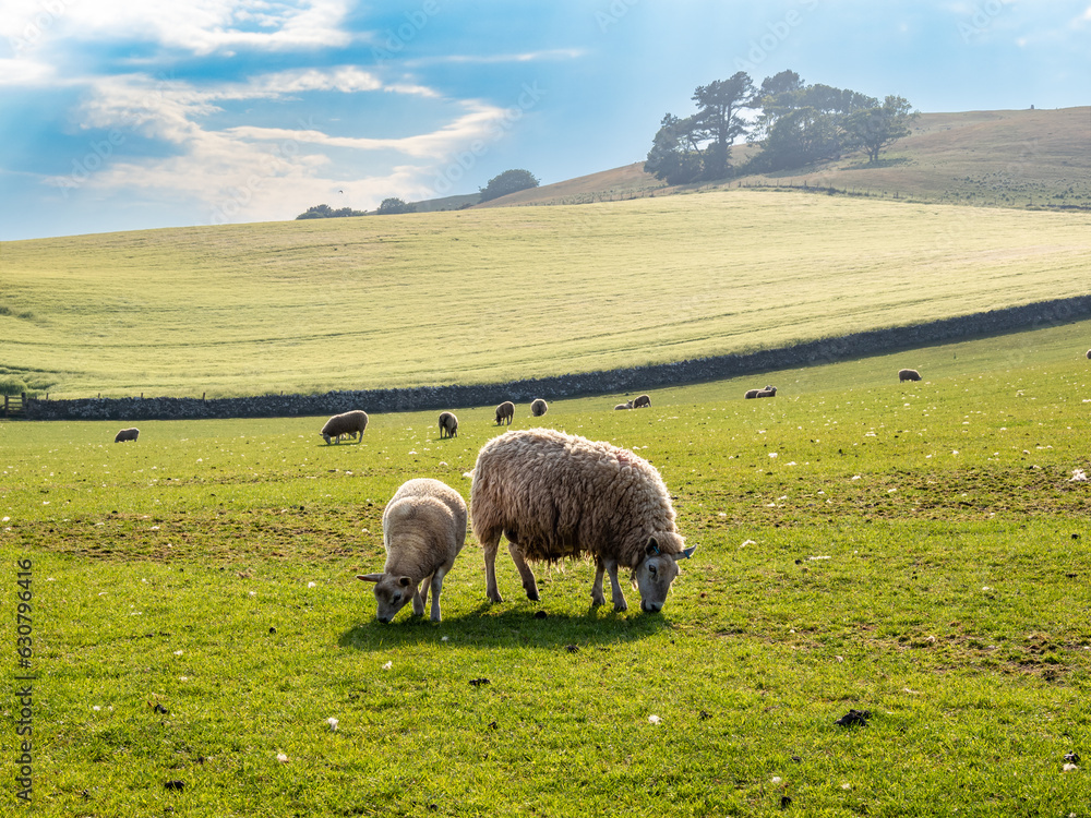 Sheeps grazing near St Abbs Head, Scotland Sheeps grazing near St Abbs Head, Scotland