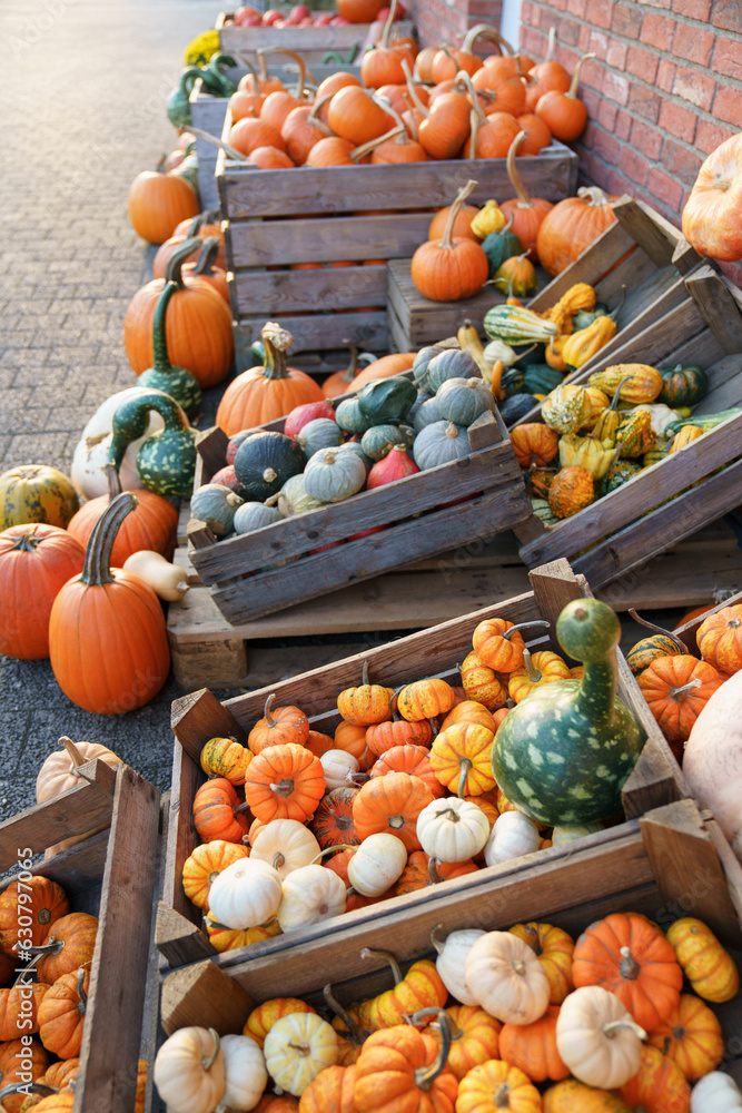 Pumpkins market. Autumn harvest on farm shop outdoor. Various vegetables in wooden boxes for Halloween and Thanksgiving day. Rural store with homegrown organic eco-friendly food. Small local business