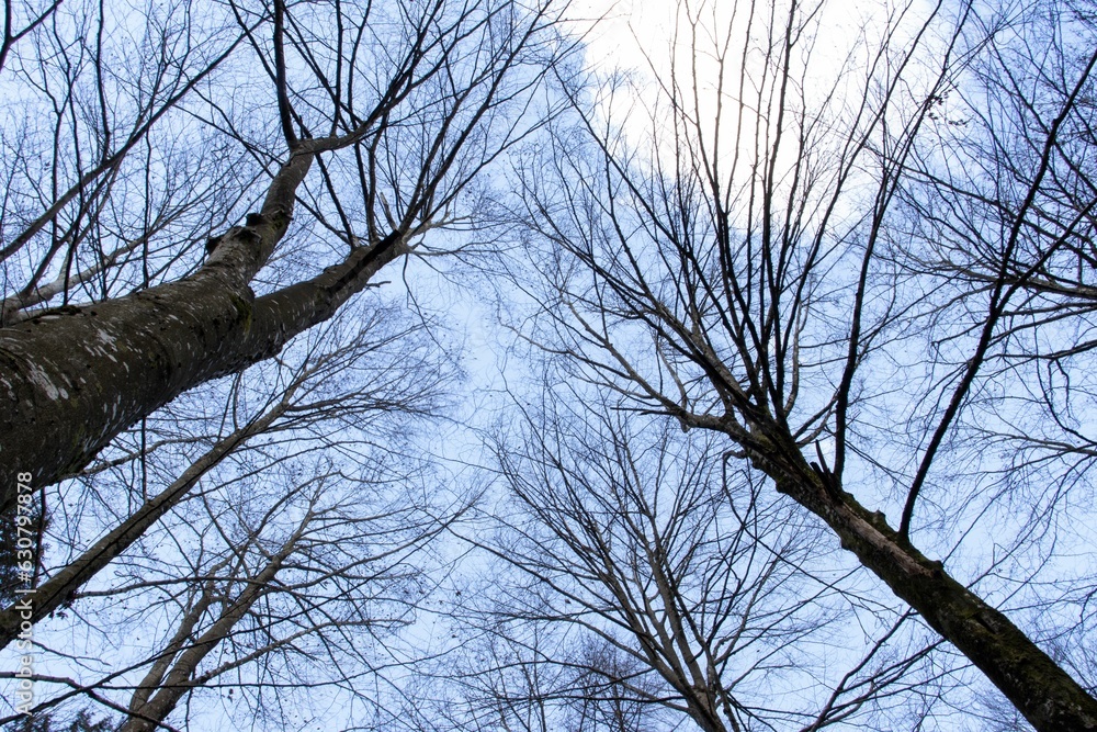 Obraz premium Low-angle shot of bare trees under the blue sky