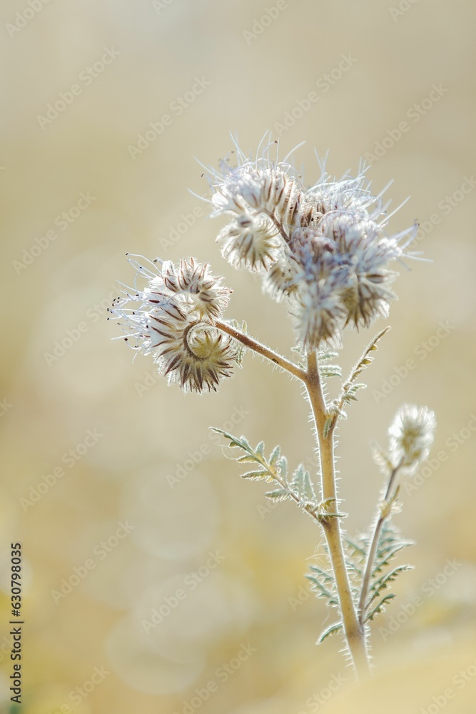 Close-up of gorgeous Lacy phacelia flowers against a blurred background