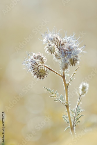 Close-up of gorgeous Lacy phacelia flowers against a blurred background