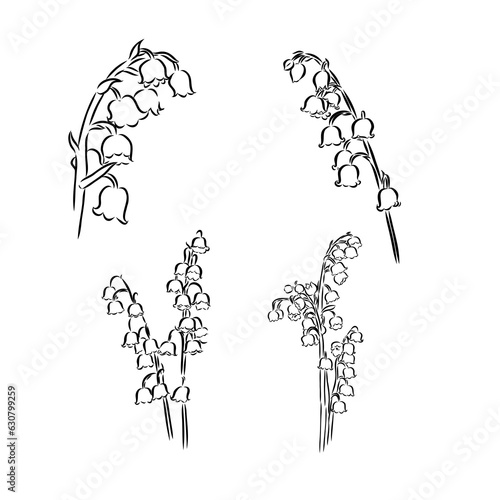 Lily of the valley flower minimalistic drawing