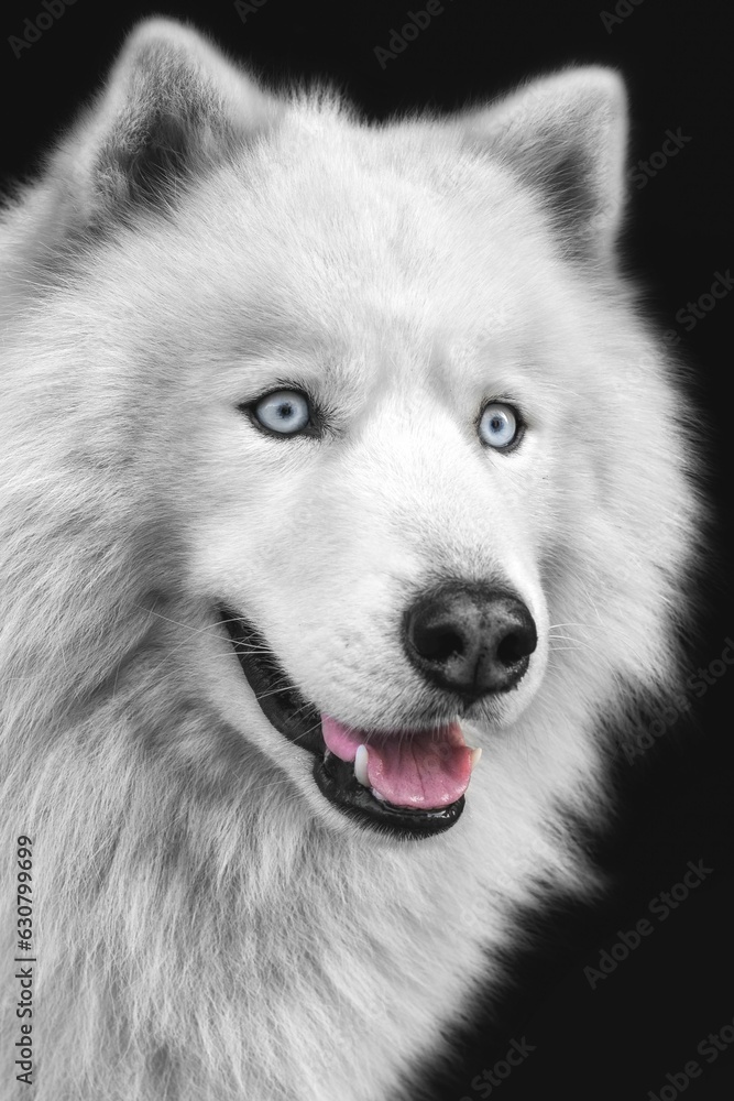Cheerful white Husky dog looking straight ahead, its bright eyes and happy expression