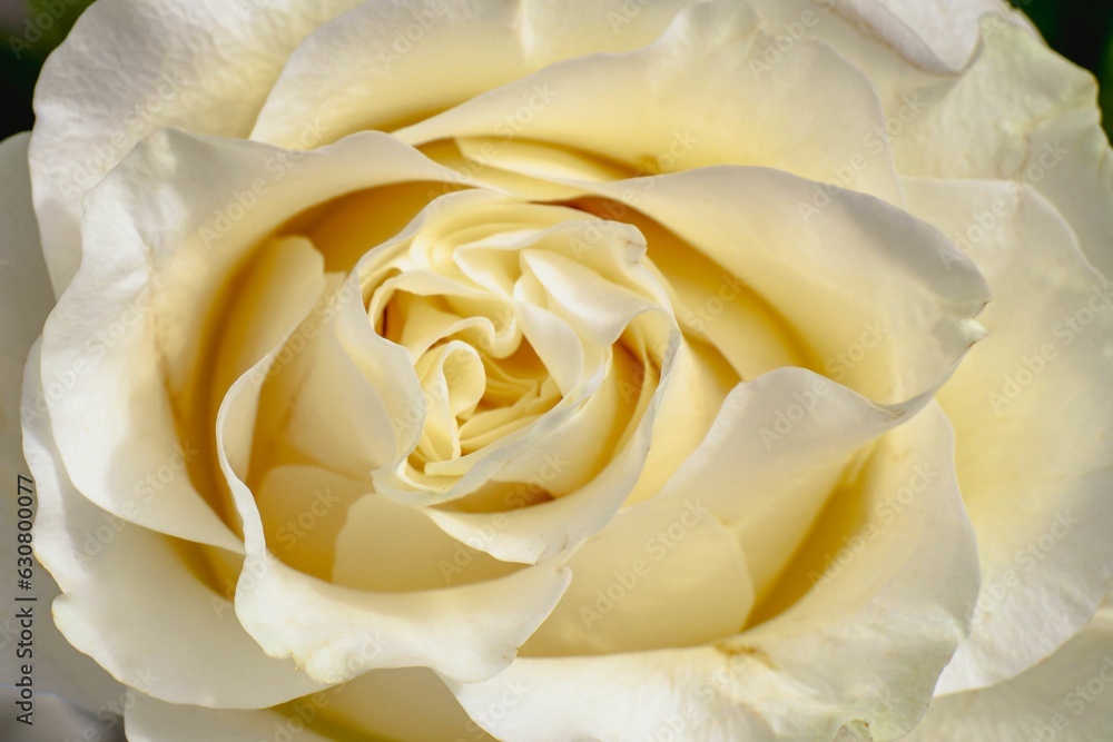 Close-up overhead view of a white rose Close-up overhead view of a white rose