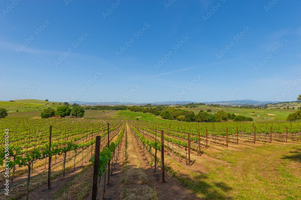 Scenic view of an orchard and vineyard, with lush green vines stretching across the landscape