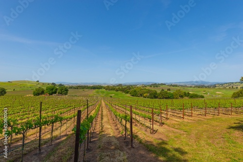 Scenic view of an orchard and vineyard, with lush green vines stretching across the landscape
