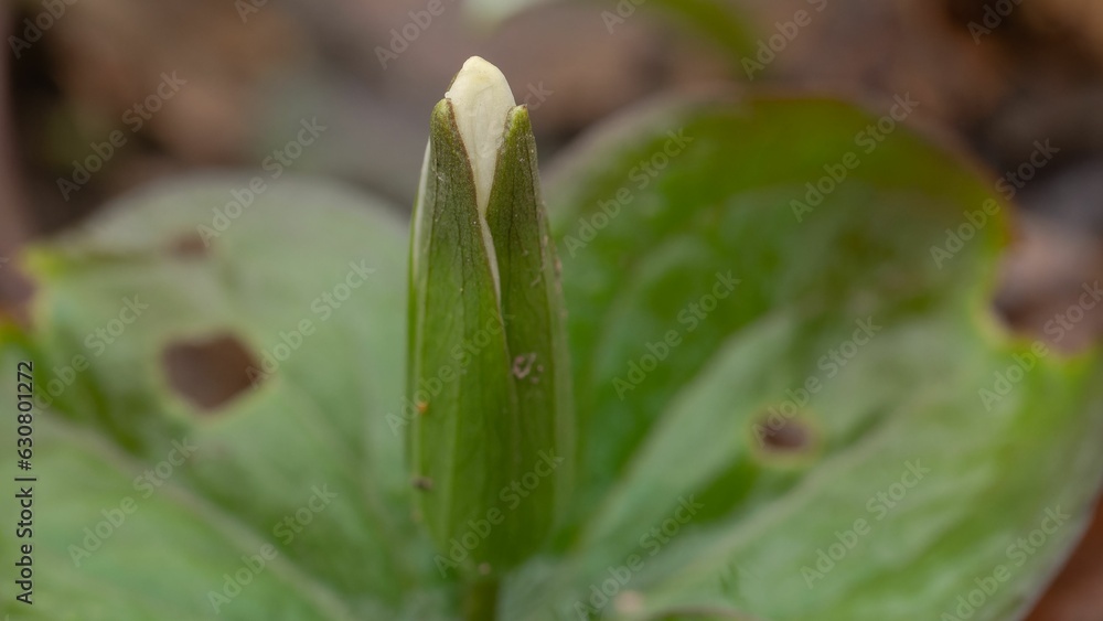 Close-up of a white flower bud emerging Close-up of a white flower bud emerging
