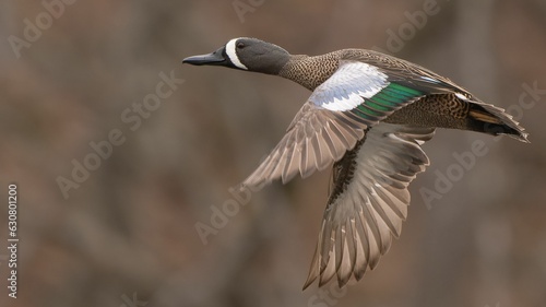 Closeup shot of a blue-winged teal (Spatula discors) in flight