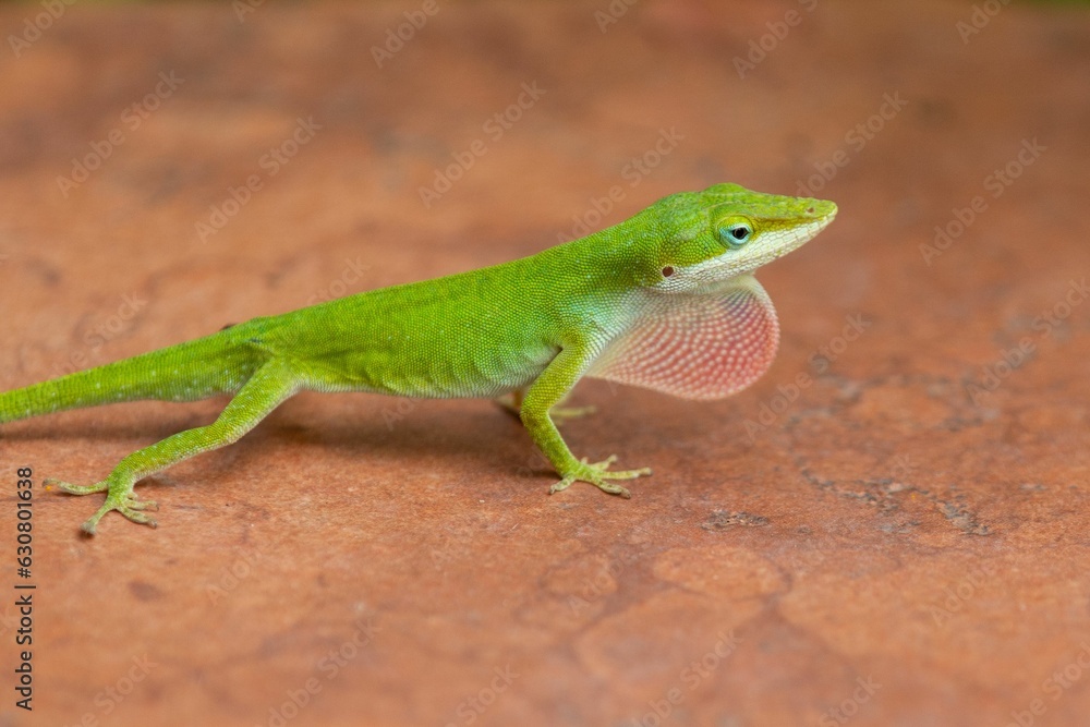 Closeup of a green anole standing on an orange stone.