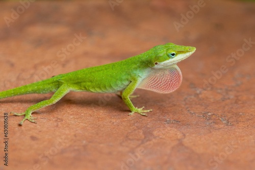 Closeup of a green anole standing on an orange stone.