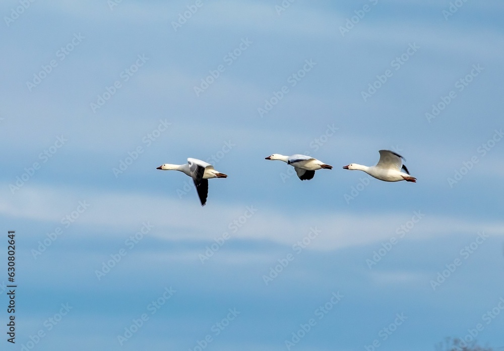 Flock of snow geese in flight