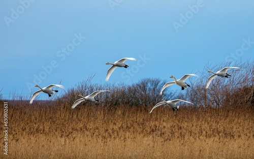 Flock of whooper swans in flight
