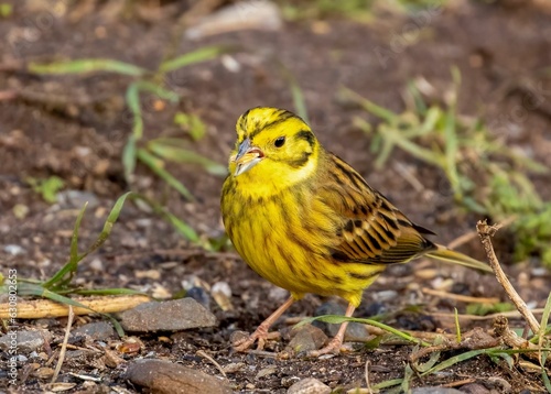 Yellowhammer (Emberiza citrinella) perched on a ground