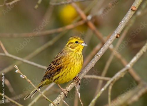 Yellowhammer (Emberiza citrinella) perched on a branch