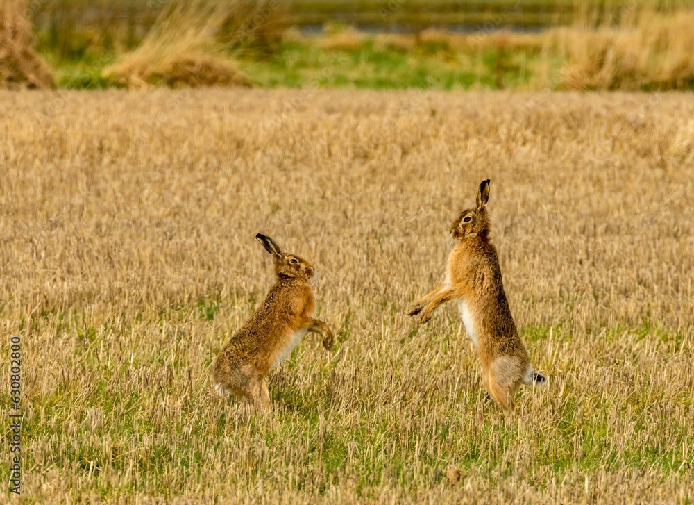 Brown march hares playing in a field Brown march hares playing in a field