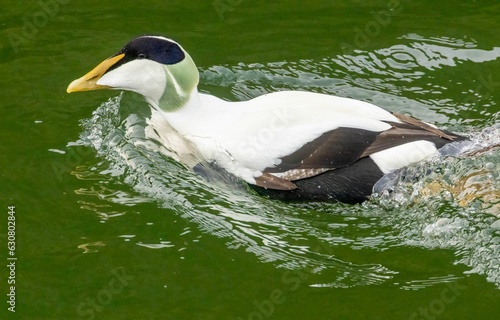 Common eider  Somateria mollissima  swimming in a lake