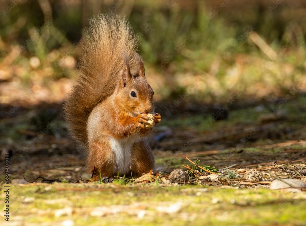 Scottish red squirrel eating a nut