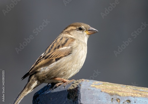 House sparrow perched on a fence