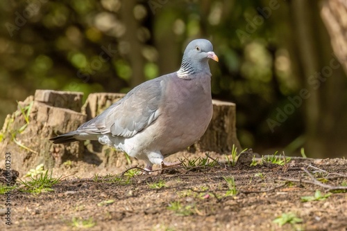 Wood pigeon in the forest