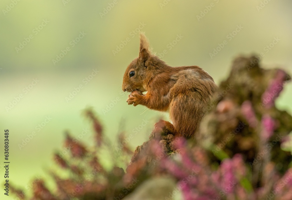 Fototapeta premium Red squirrel sits atop the trunk of a tall deciduous tree, holding a cluster of nuts in its hands