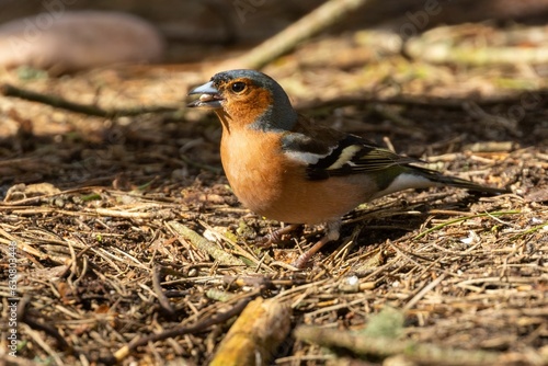 Common chaffinch in its natural habitat