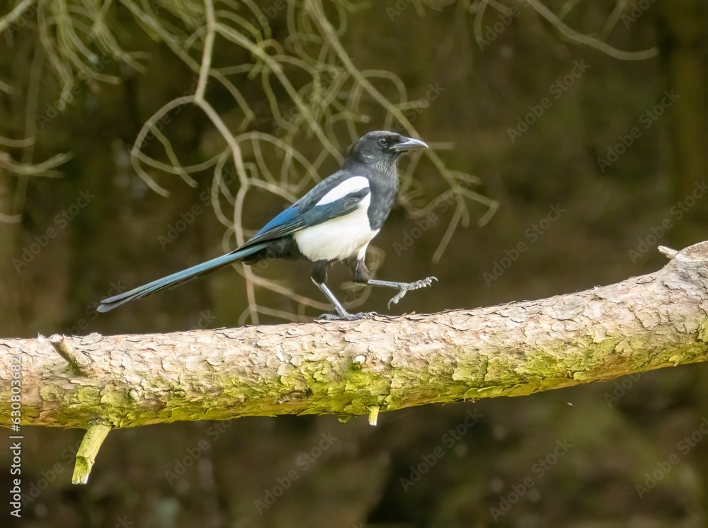 Eurasian magpie bird perched atop a wooden tree branch, surrounded by a scenic outdoor environment