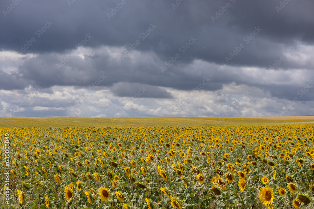 Fototapeta premium field of sunflowers
