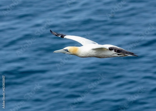 Elegant northern gannet glides effortlessly against a picturesque background of still water