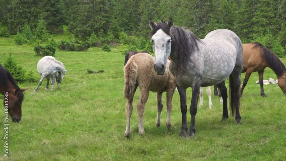 Horses feeding off grass at highland pasture. Horses feeding off grass at highland pasture.