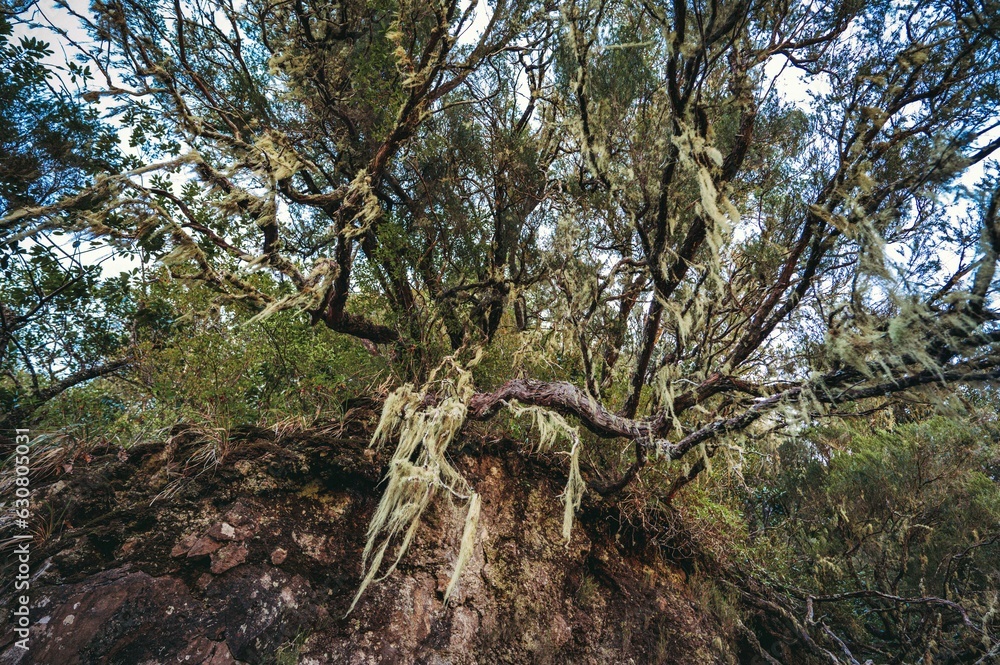 Lush, vibrant green tree growing on top of a rocky outcrop Lush, vibrant green tree growing on top of a rocky outcrop