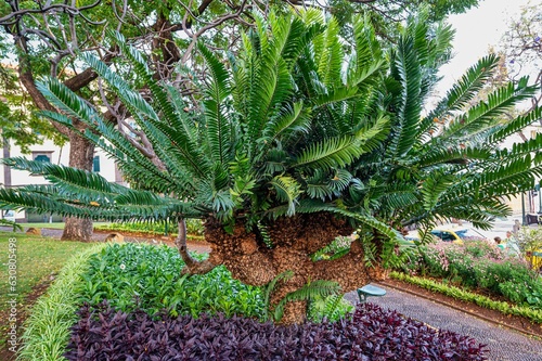 Beautiful cycad with lush green foliage in a garden setting. photo