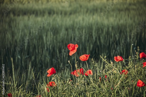 a field of grass and flowers with some red poppys