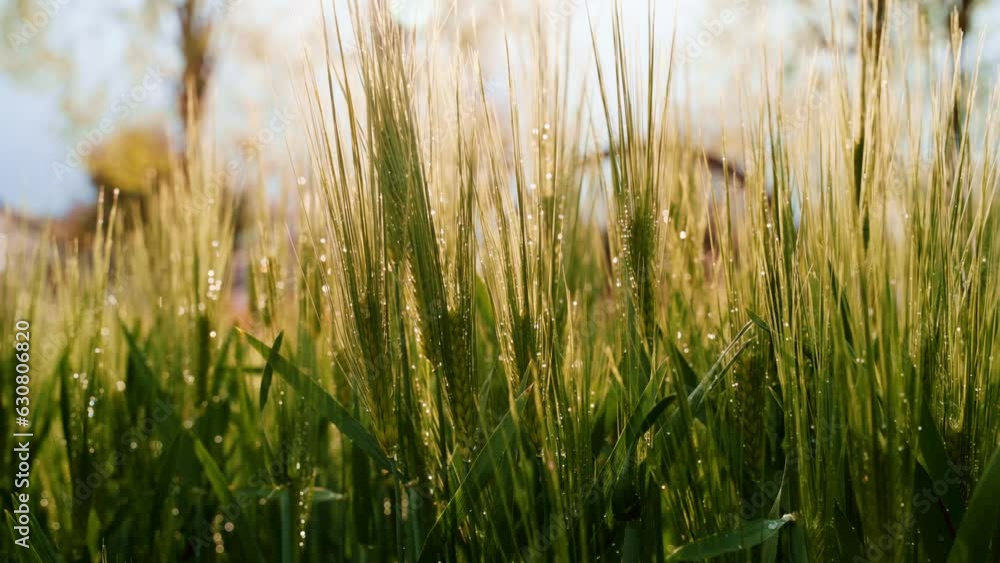 Closeup of the green wheat in the field with the sun shining brightly in the background Closeup of the green wheat in the field with the sun shining brightly in the background