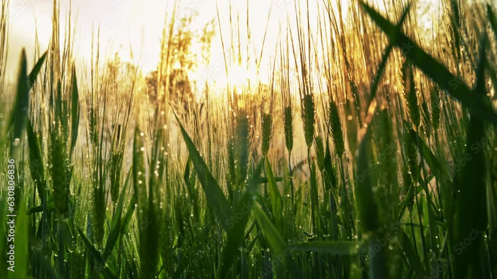 Closeup of the green wheat in the field with the sun shining brightly in the background Closeup of the green wheat in the field with the sun shining brightly in the background
