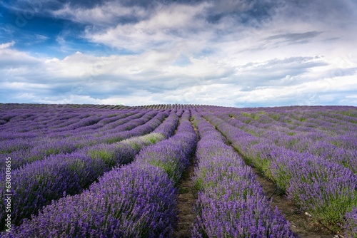 Landscape of beautiful lavender fields under a blue cloudy sky in the countryside