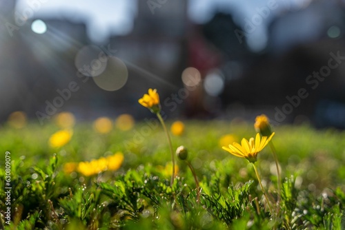 Fototapeta Naklejka Na Ścianę i Meble -  yellow flowers in the grass on a sunny day, with buildings and trees in the
