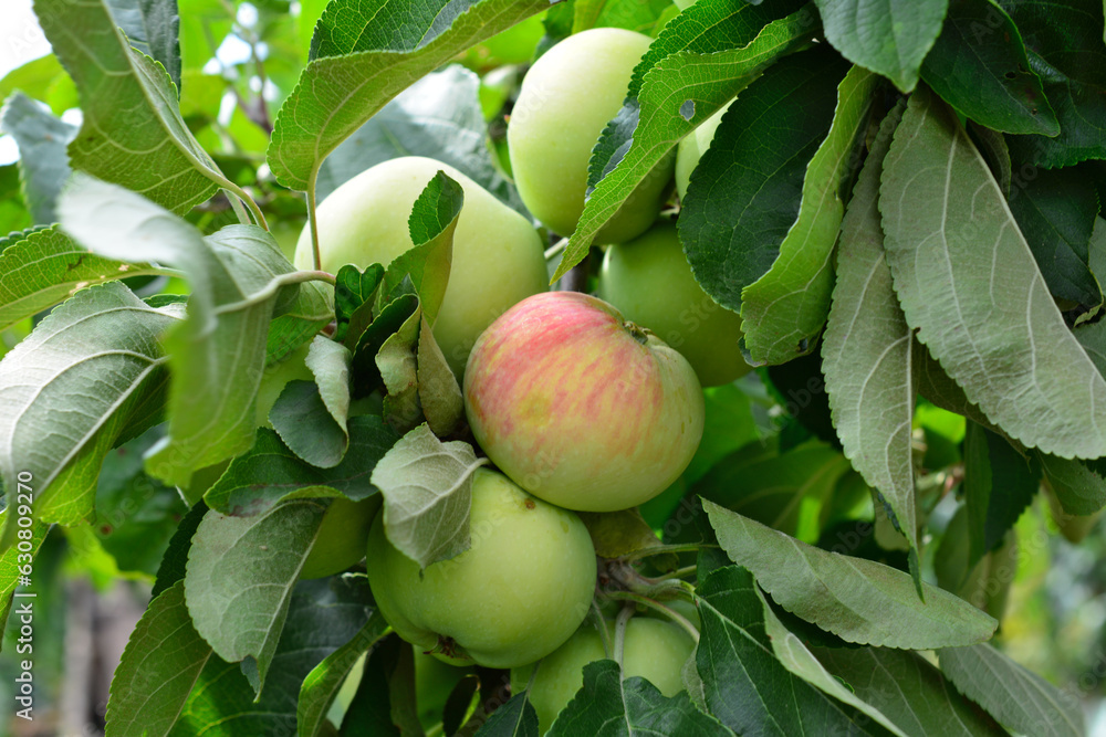 branch of apple tree isolated with ripening apple fruit on it close up branch of apple tree isolated with ripening apple fruit on it close up