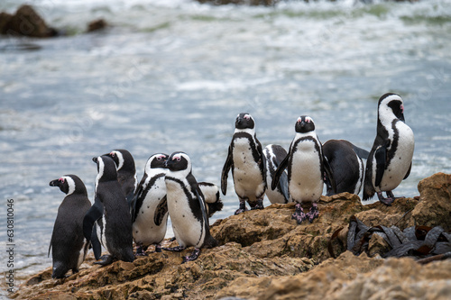 penguins on the rocks