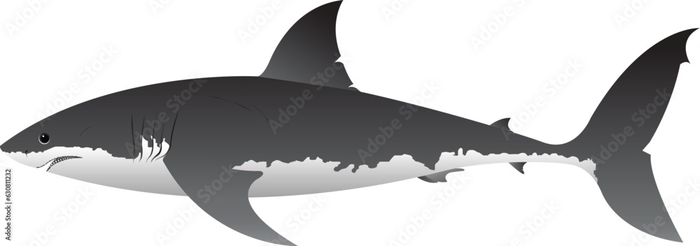 Great White Shark