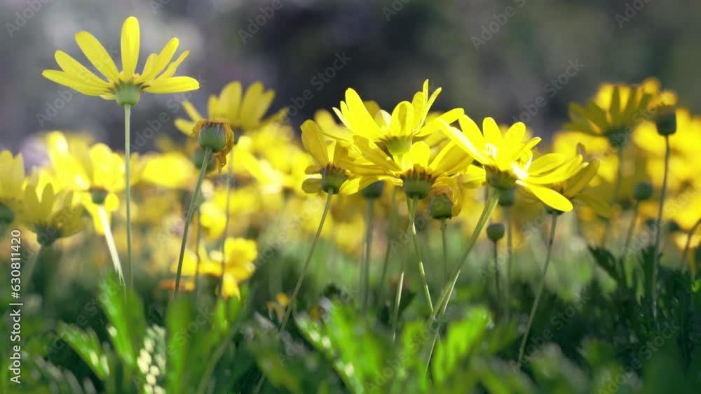 Scenic view of yellow wild flowers in the meadow on a sunny summer day Scenic view of yellow wild flowers in the meadow on a sunny summer day