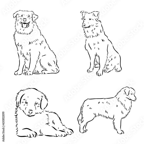 Vector hand-drawn portrait of Australian Shepherd in engraving style. Sketch illustration with Aussie head isolated on white. Cute dog face.